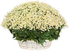 Цветочная композиция из Ромашки в корзине #REPLACE_PRED# Базарный Карабулак